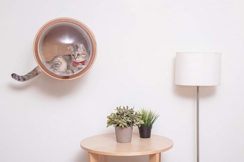 Cat cots-spaceships for furry space explorers are gaining popularity on the web