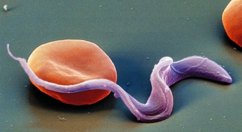 Cat parasites transmitted through feces make people more attractive