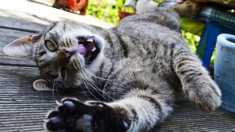 Cat's body language: how your cat speaks to you