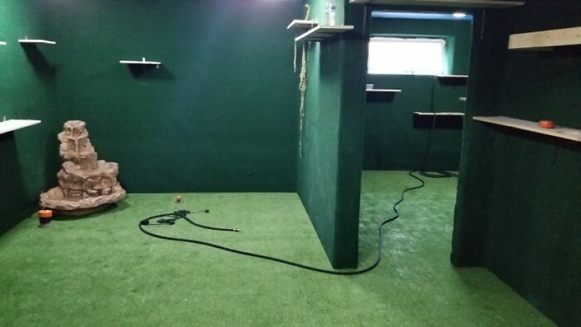 Cat's paradise with his own hands: the guy converted the basement into a room for his dead brother's pets