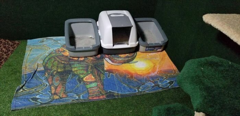 Cat's paradise with his own hands: the guy converted the basement into a room for his dead brother's pets
