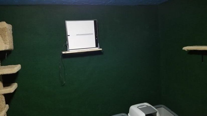 Cat's paradise with his own hands: the guy converted the basement into a room for his dead brother's pets