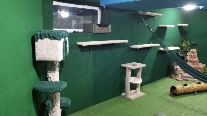 Cat's paradise with his own hands: the guy converted the basement into a room for his dead brother's pets
