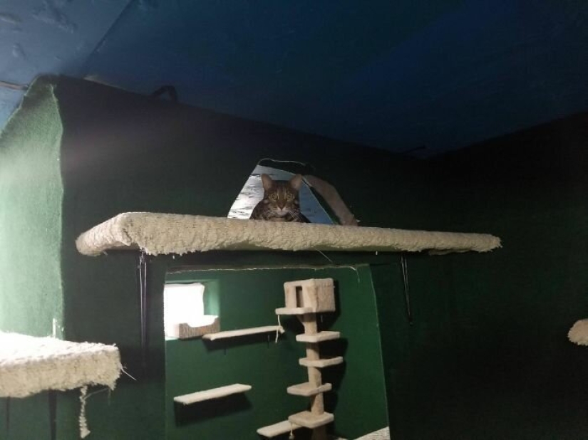 Cat's paradise with his own hands: the guy converted the basement into a room for his dead brother's pets