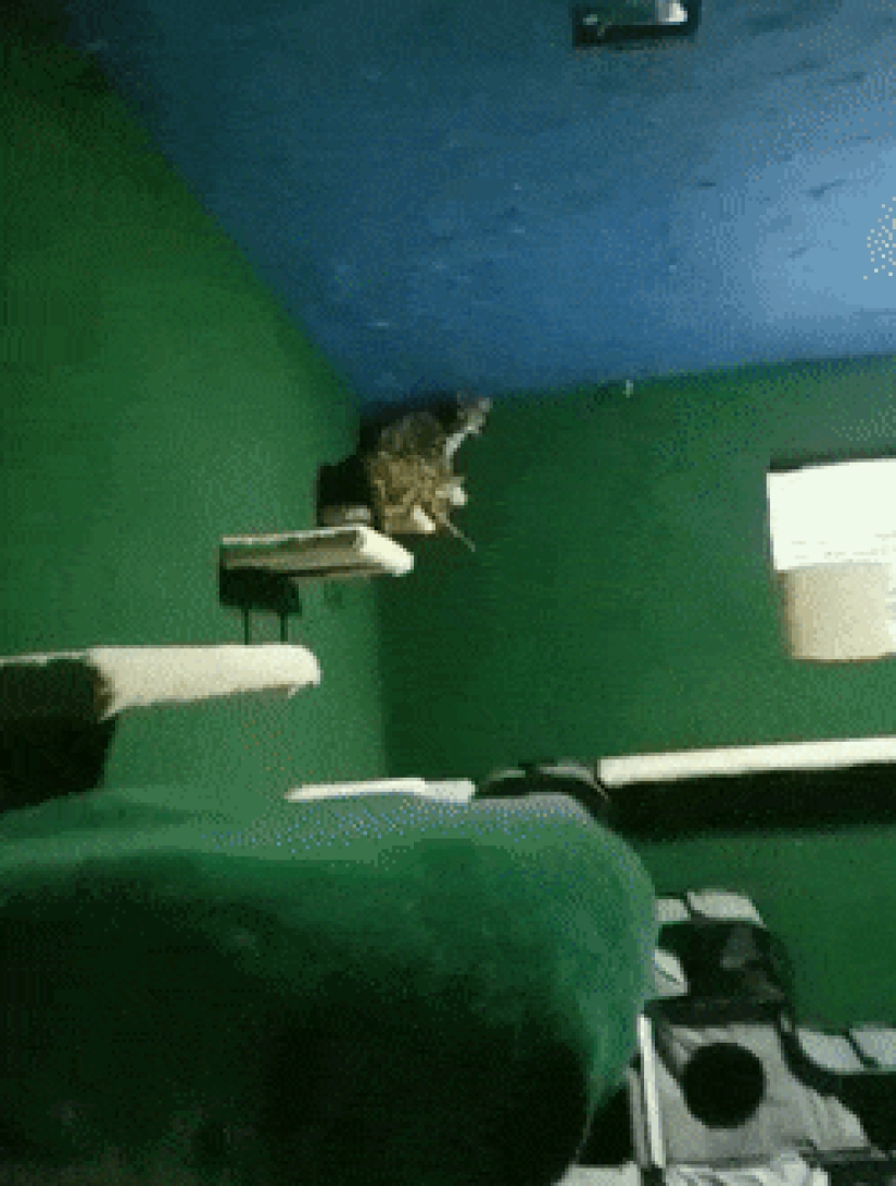 Cat's paradise with his own hands: the guy converted the basement into a room for his dead brother's pets