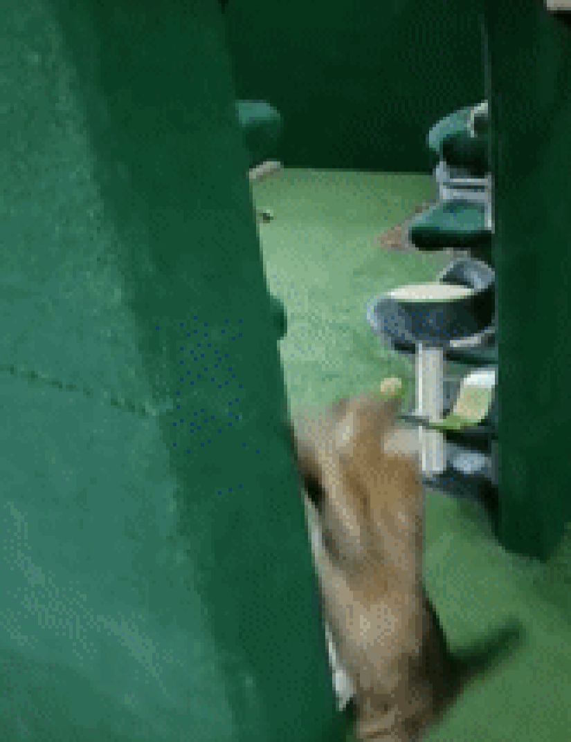 Cat's paradise with his own hands: the guy converted the basement into a room for his dead brother's pets