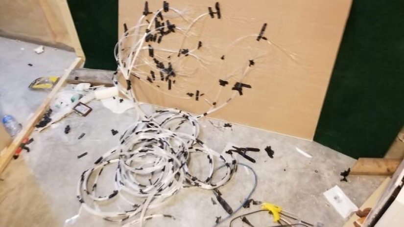 Cat's paradise with his own hands: the guy converted the basement into a room for his dead brother's pets