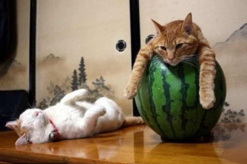 Cats who have learned the science of sleep