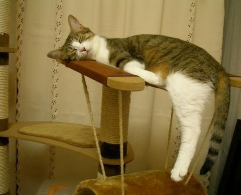 Cats who have learned the science of sleep