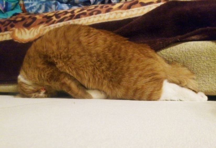Cats who have learned the science of sleep