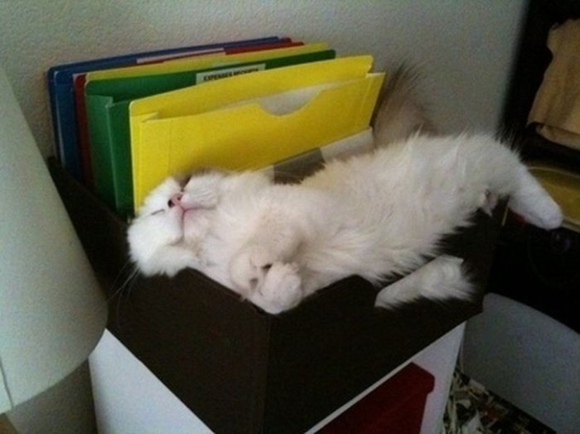 Cats who have learned the science of sleep