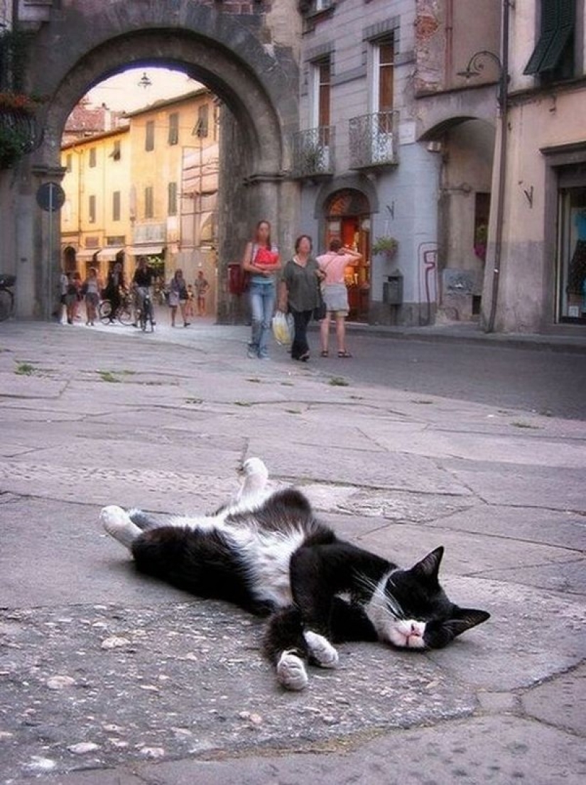 Cats who have learned the science of sleep