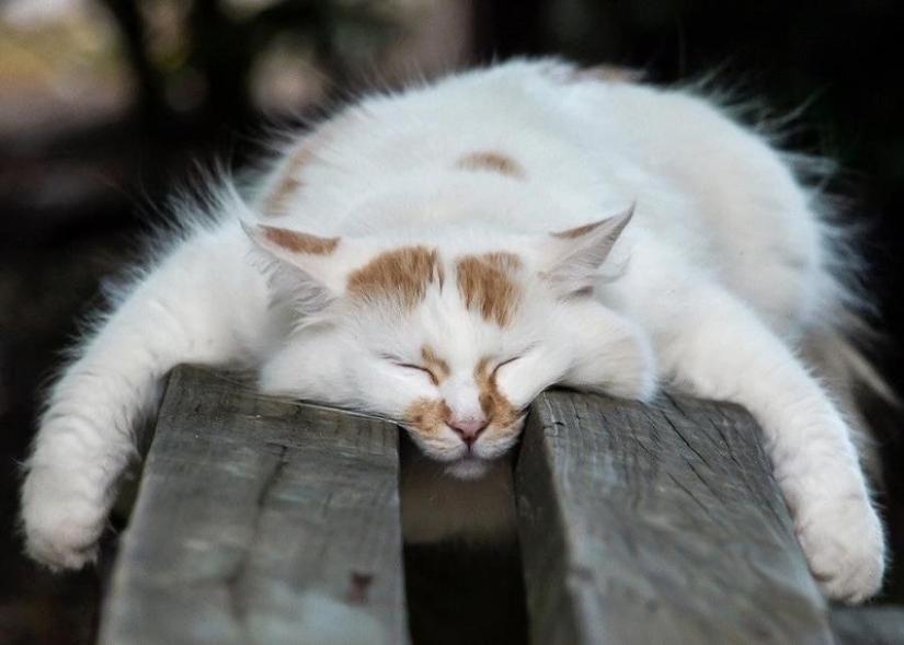 Cats who have learned the science of sleep