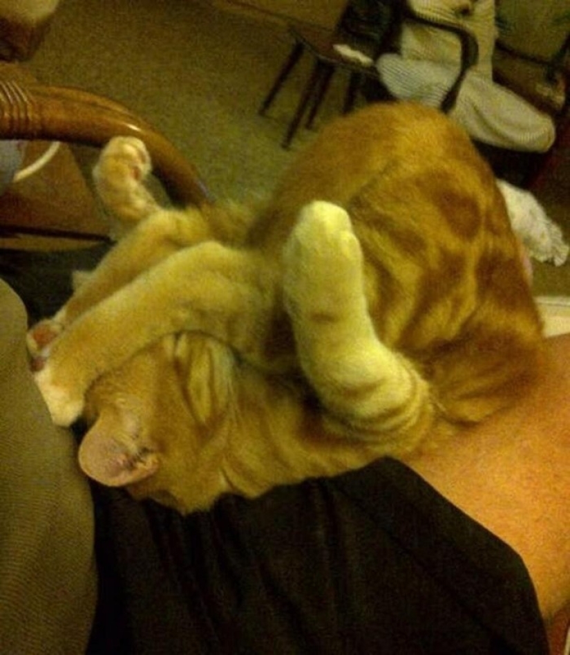 Cats who have learned the science of sleep