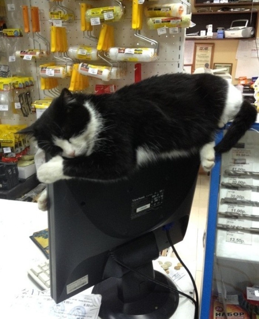 Cats who have learned the science of sleep