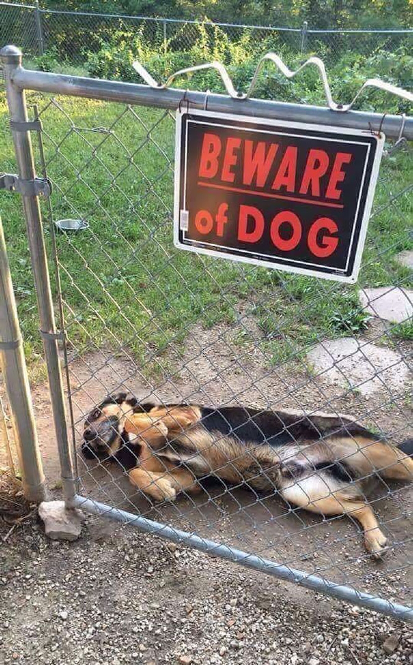 Caution! In this post, the dogs are terribly kind