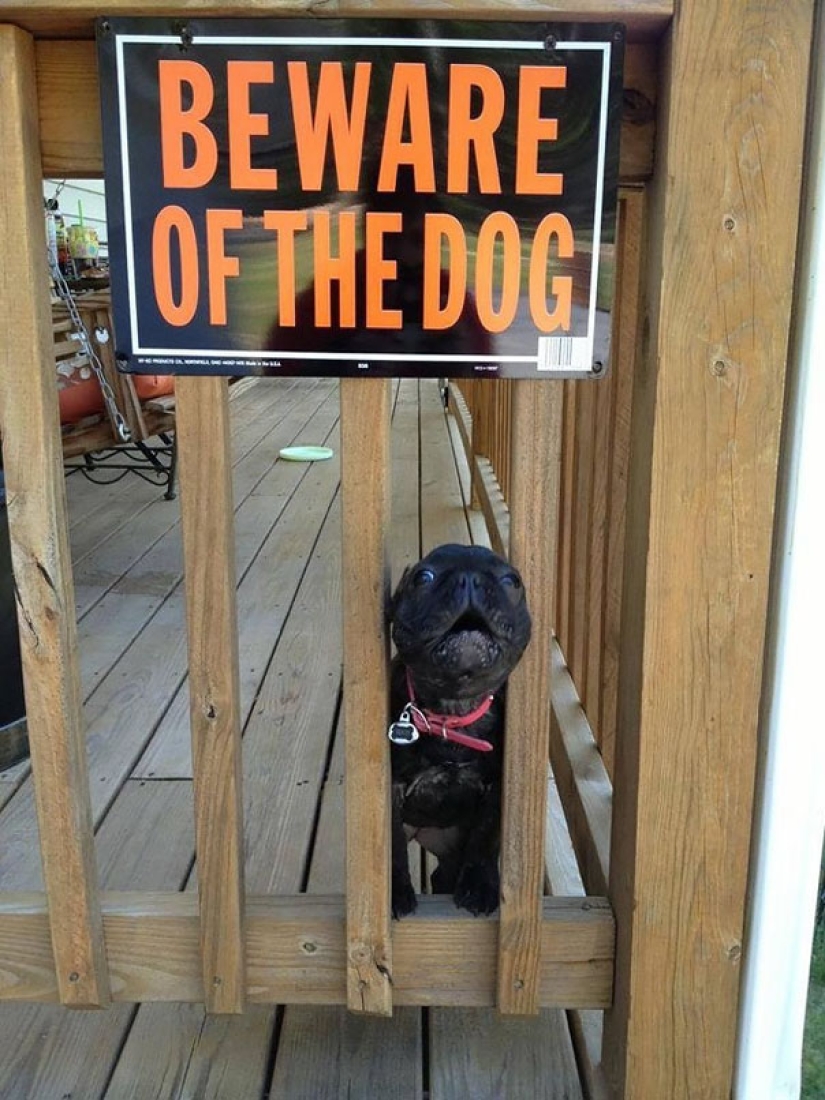 Caution! In this post, the dogs are terribly kind
