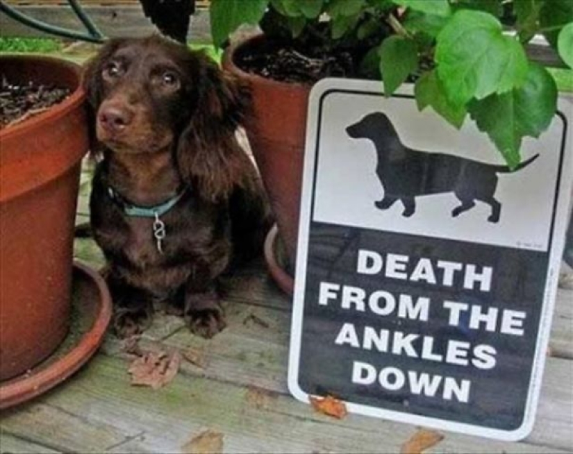 Caution! In this post, the dogs are terribly kind