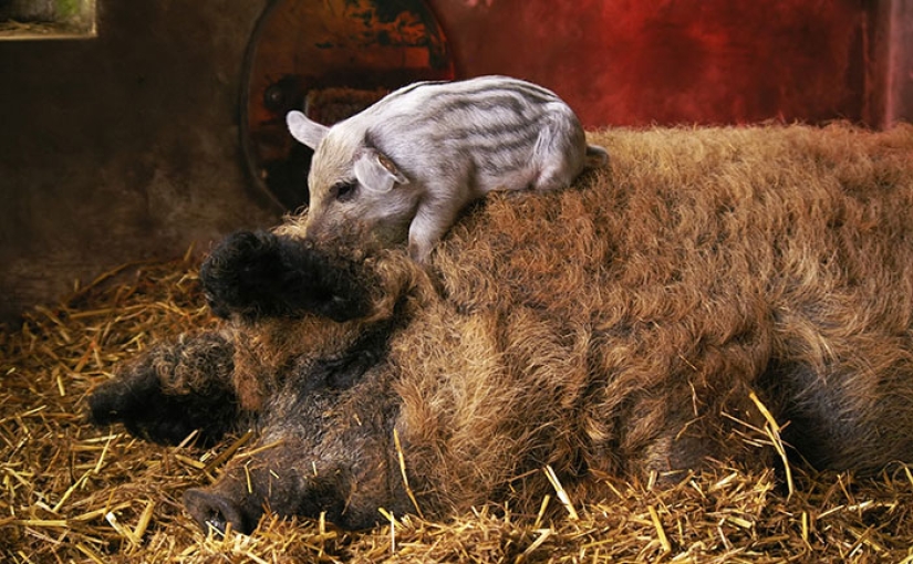 Cerdos que parecen ovejas y actúan como perros. Cerdos que parecen ovejas y actúan como perros.