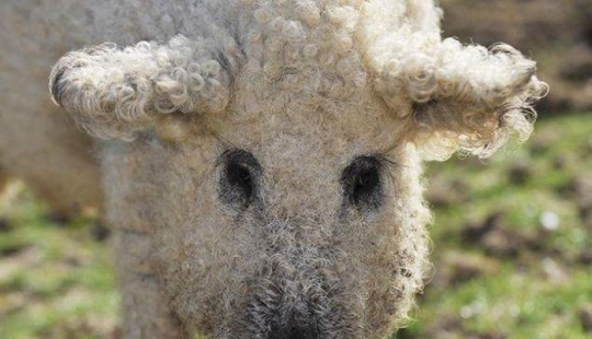 Cerdos que parecen ovejas y actúan como perros.