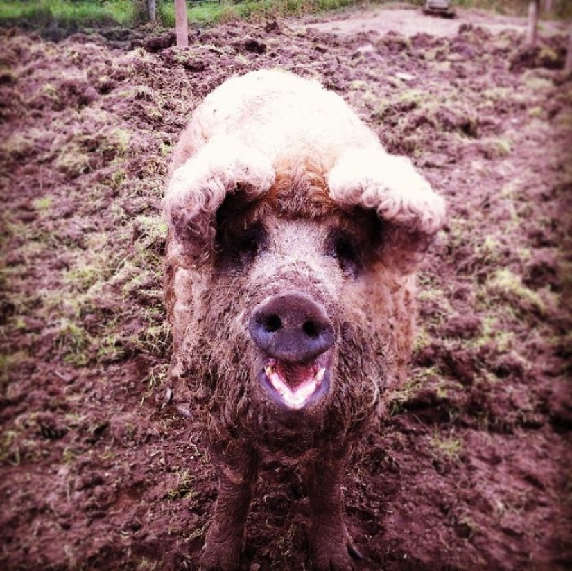 Cerdos que parecen ovejas y actúan como perros. Cerdos que parecen ovejas y actúan como perros.