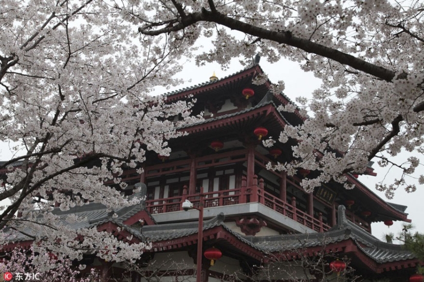 Cherry blossoms have bloomed in China, and it's alienly beautiful