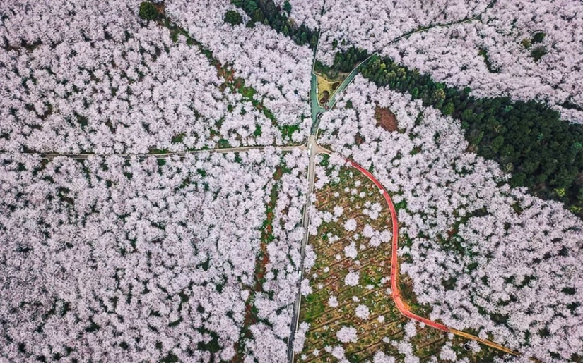 Cherry blossoms have bloomed in China, and it's alienly beautiful
