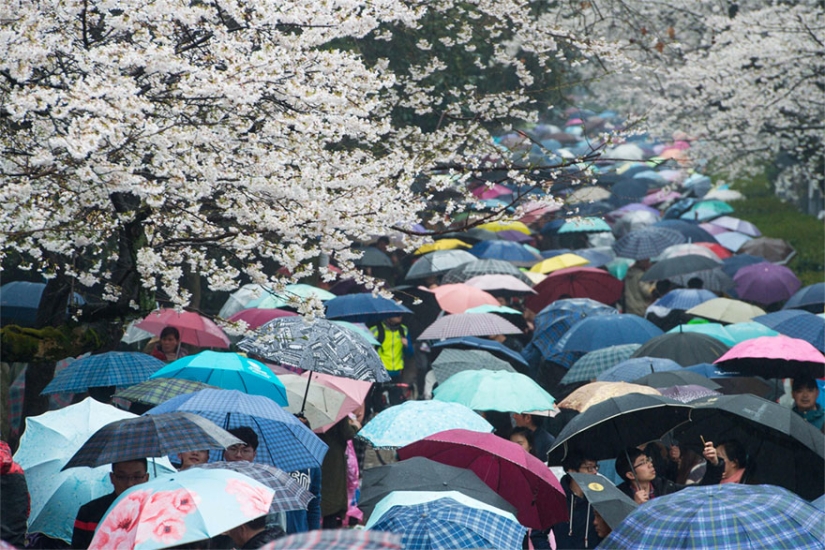Cherry blossoms have bloomed in China, and it's alienly beautiful