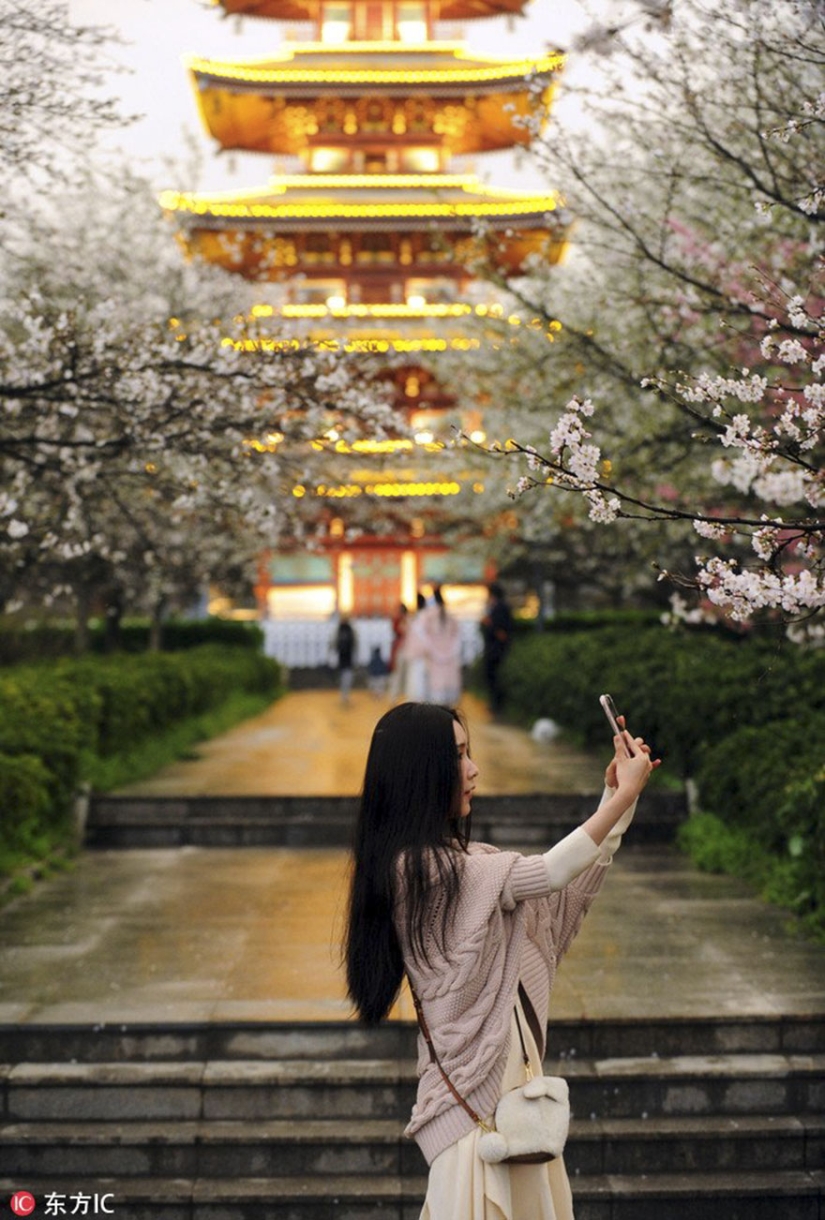 Cherry blossoms have bloomed in China, and it's alienly beautiful