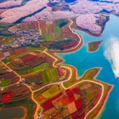 Cherry blossoms have bloomed in China, and it's alienly beautiful