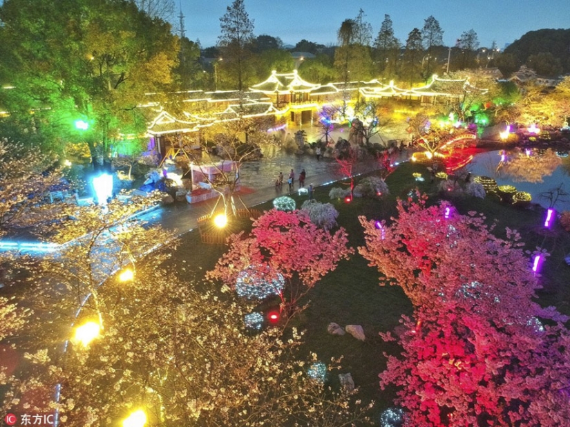Cherry blossoms have bloomed in China, and it's alienly beautiful