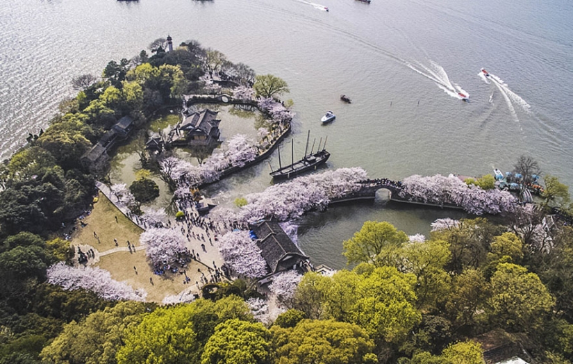 Cherry blossoms have bloomed in China, and it's alienly beautiful