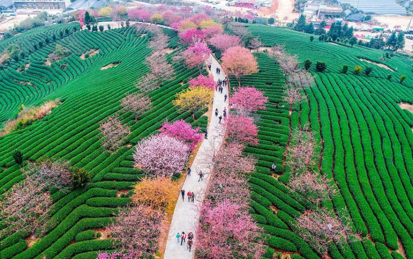 Cherry blossoms have bloomed in China, and it's alienly beautiful