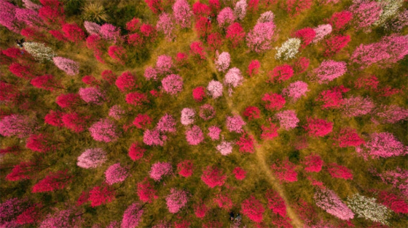 Cherry blossoms have bloomed in China, and it's alienly beautiful