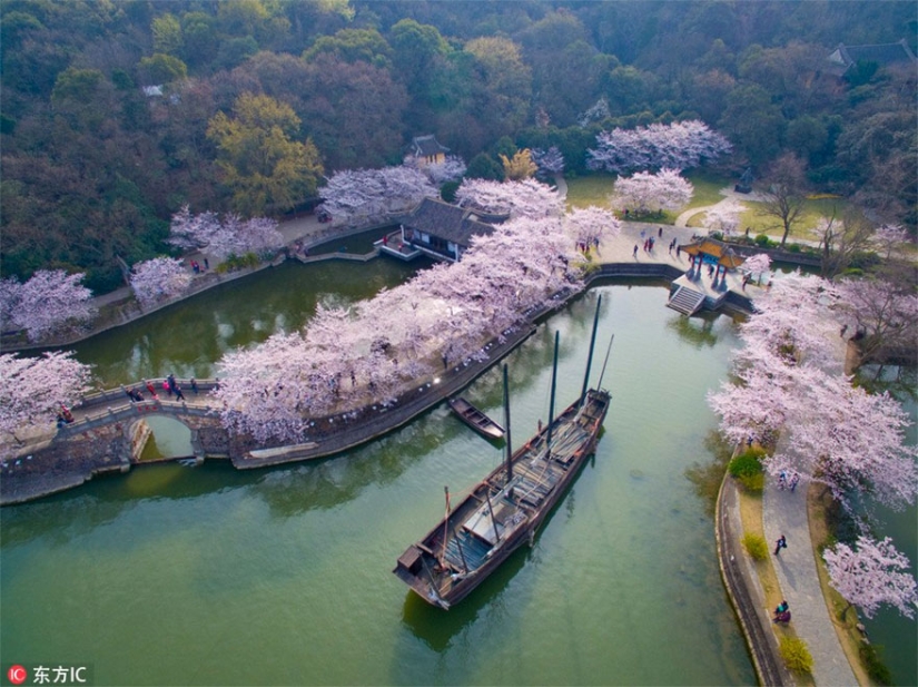 Cherry blossoms have bloomed in China, and it's alienly beautiful