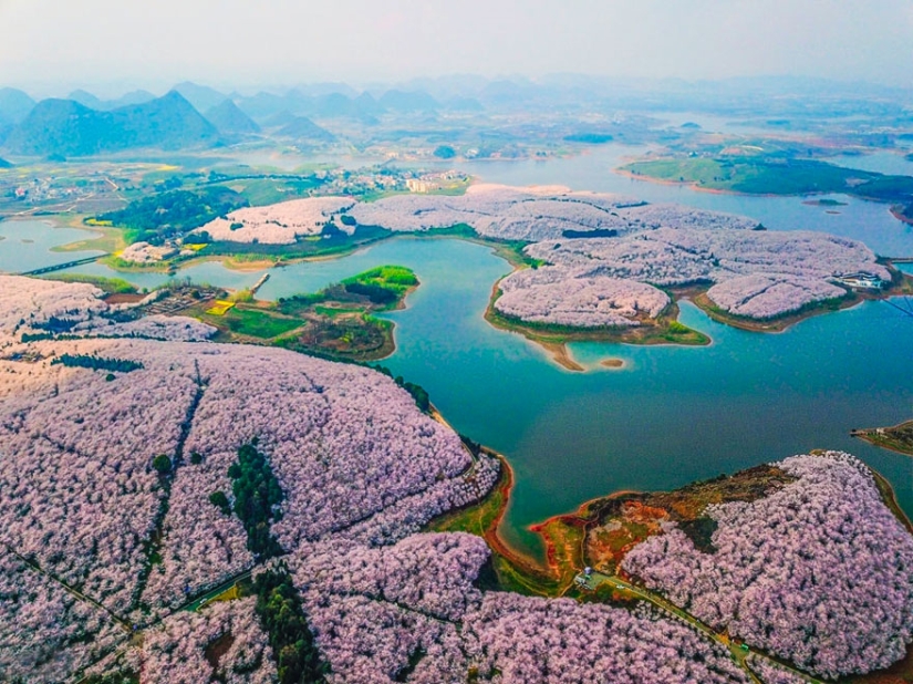 Cherry blossoms have bloomed in China, and it's alienly beautiful