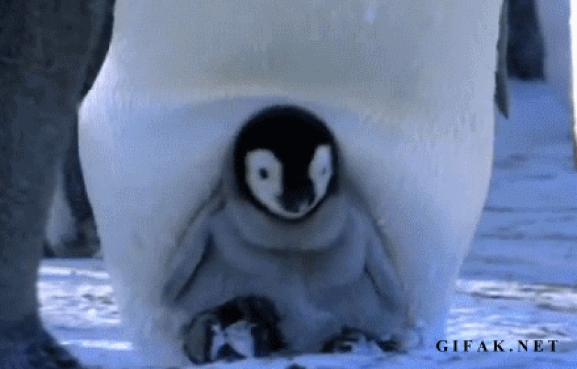 Children are such children: GIFs that will definitely make you smile Children are such children: GIFs that will definitely make you smile