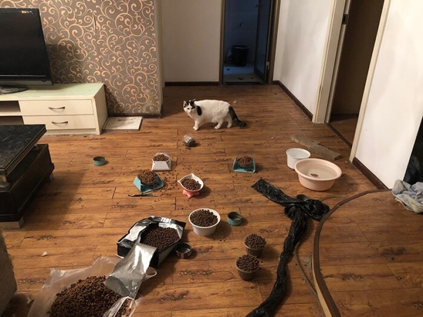 Chinese animal rights activists rescue animals left without owners due to coronavirus