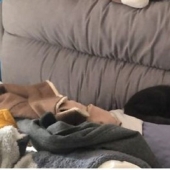 Chinese animal rights activists rescue animals left without owners due to coronavirus