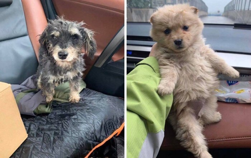 Chinese animal rights activists rescue animals left without owners due to coronavirus