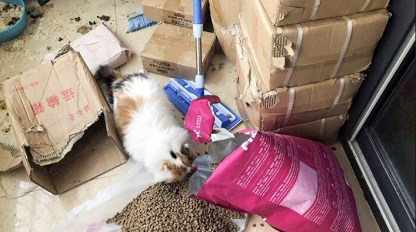 Chinese animal rights activists rescue animals left without owners due to coronavirus