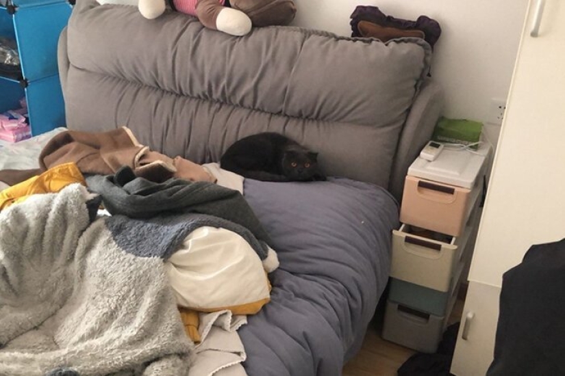 Chinese animal rights activists rescue animals left without owners due to coronavirus