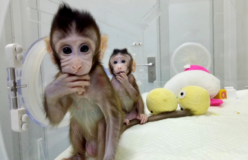 Chinese scientists cloned macaques for the first time and named them "the great Chinese people" Chinese scientists cloned macaques for the first time and named them "the great Chinese people"