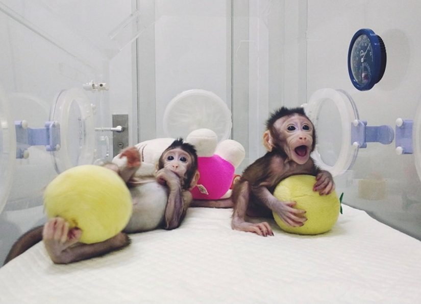 Chinese scientists cloned macaques for the first time and named them "the great Chinese people" Chinese scientists cloned macaques for the first time and named them "the great Chinese people"