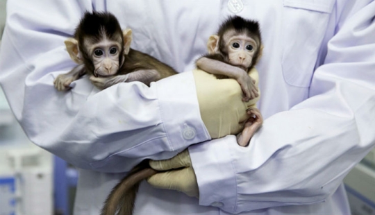 Chinese scientists cloned macaques for the first time and named them "the great Chinese people"