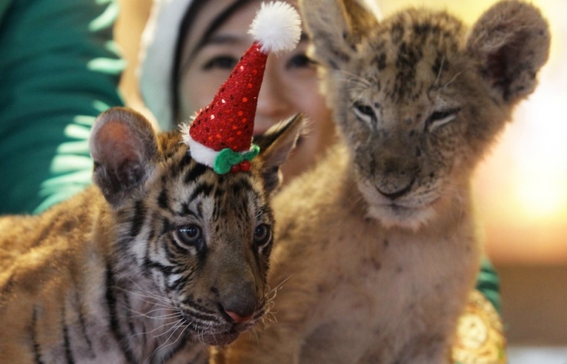 Christmas kittens Christmas kittens