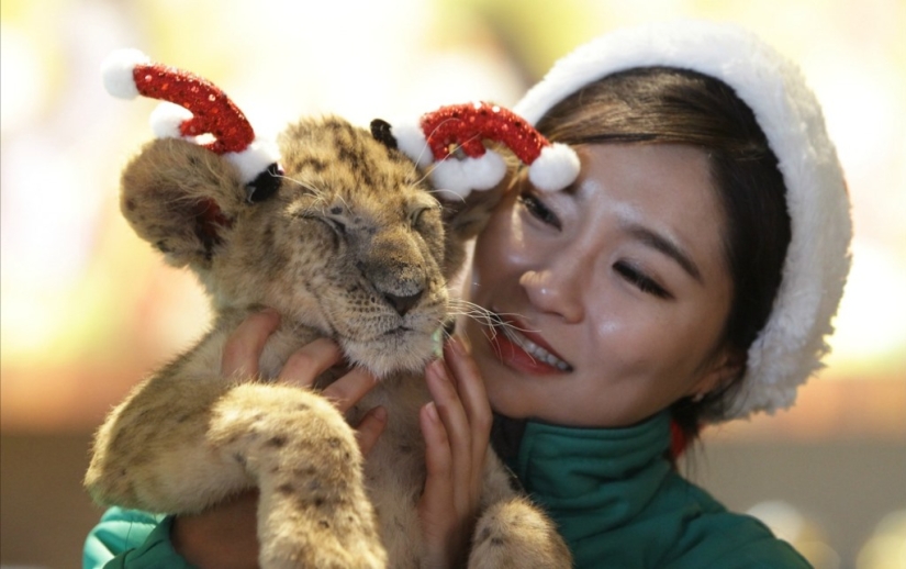 Christmas kittens Christmas kittens