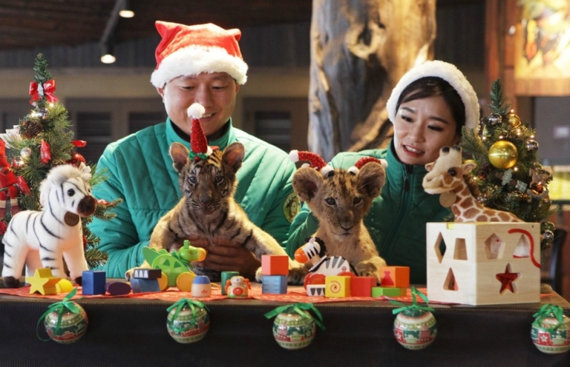 Christmas kittens Christmas kittens