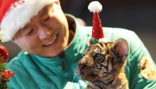 Christmas kittens Christmas kittens