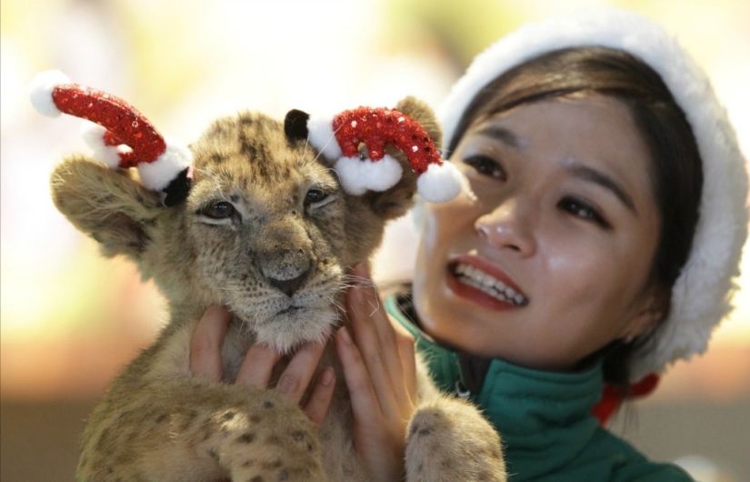 Christmas kittens Christmas kittens
